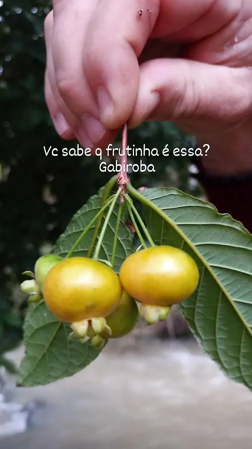 Сasa de vacaciones Pousada Sitio Missioneira Alfredo Wagner